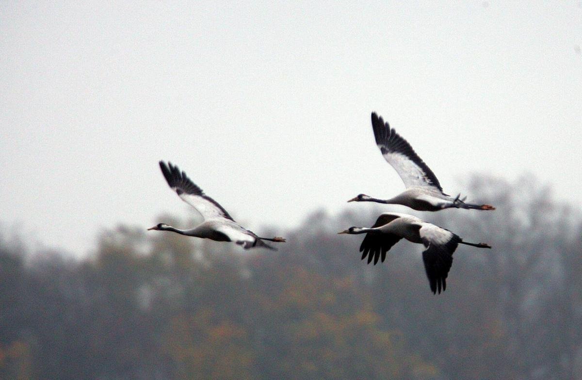 Grippe aviaire : pourquoi les rassemblements de volailles sont-ils interdits en Dordogne ?
