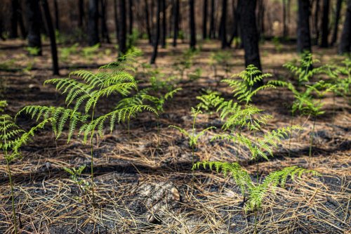 Incendies sur le bassin d’Arcachon : plus de 1 800 signatures pour le moratoire en Forêt usagère de La Teste-de-Buch