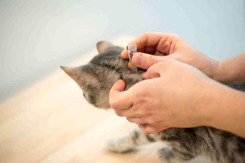 82 chats intoxiqués : alerte sur les antiparasitaires mal utilisés