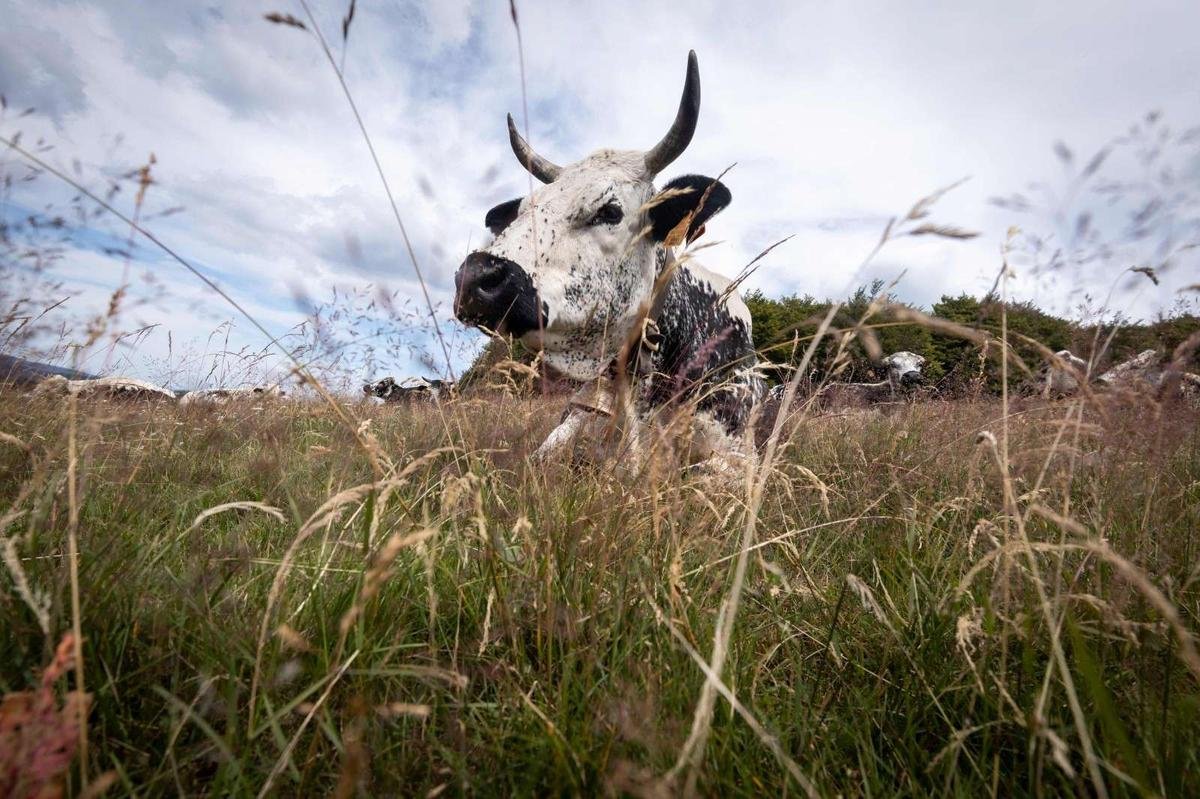 Autriche : un randonneur décède après une attaque de vaches dans les Alpes