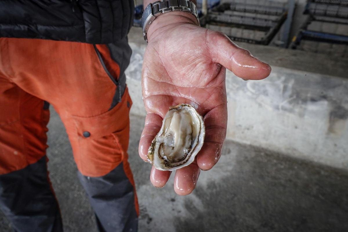 Huîtres Marennes Oléron IGP : la grande distribution a accepté d’augmenter de 50 centimes son prix d’achat