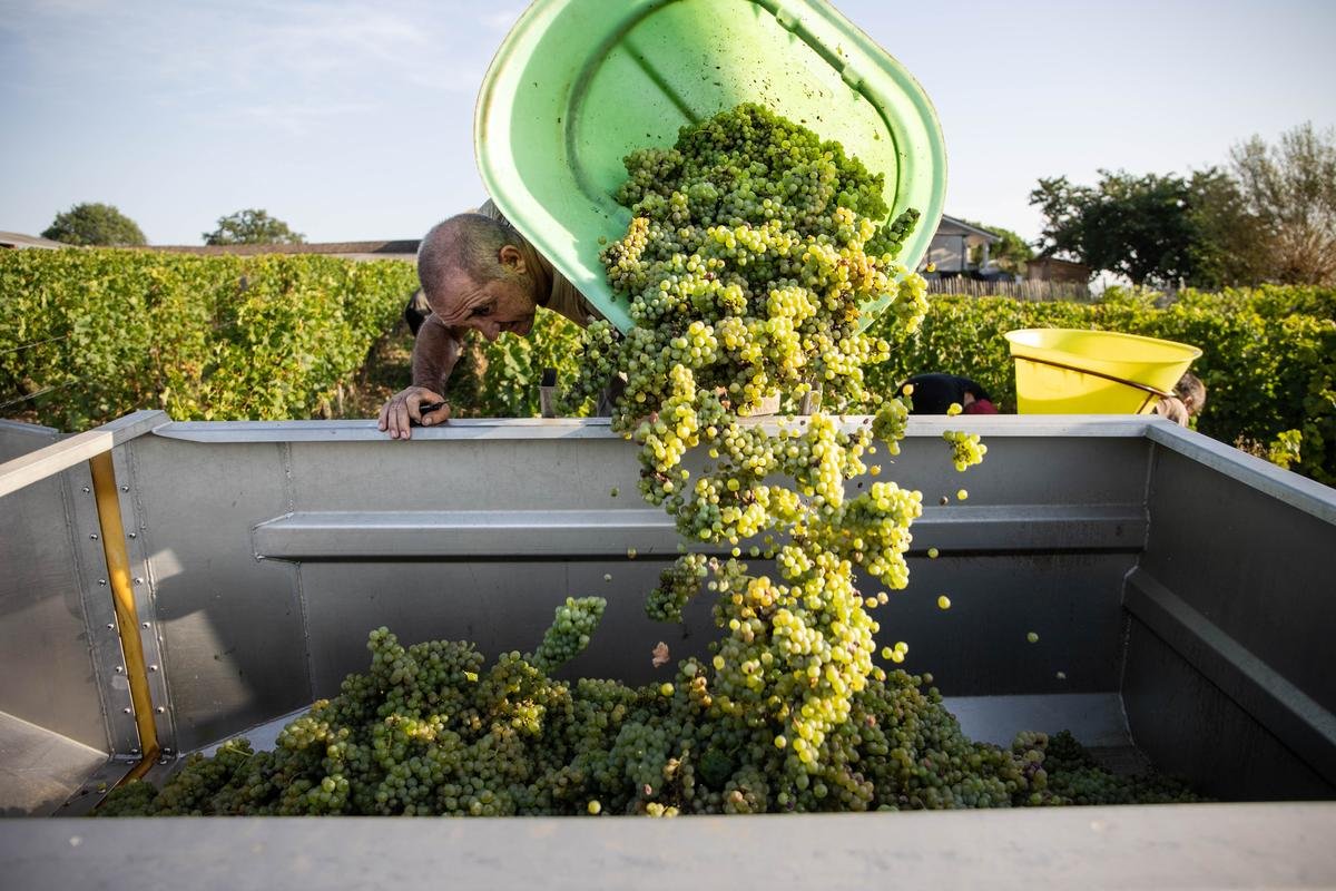 Vins de Bordeaux : pour 2025, des vendanges précoces et un « millésime de qualité »