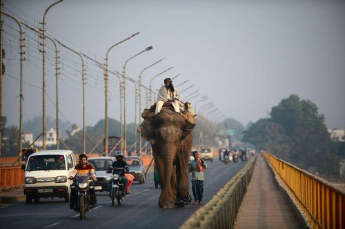 Les éléphants d’Asie enterrent leurs petits et les pleurent, révèle une étude