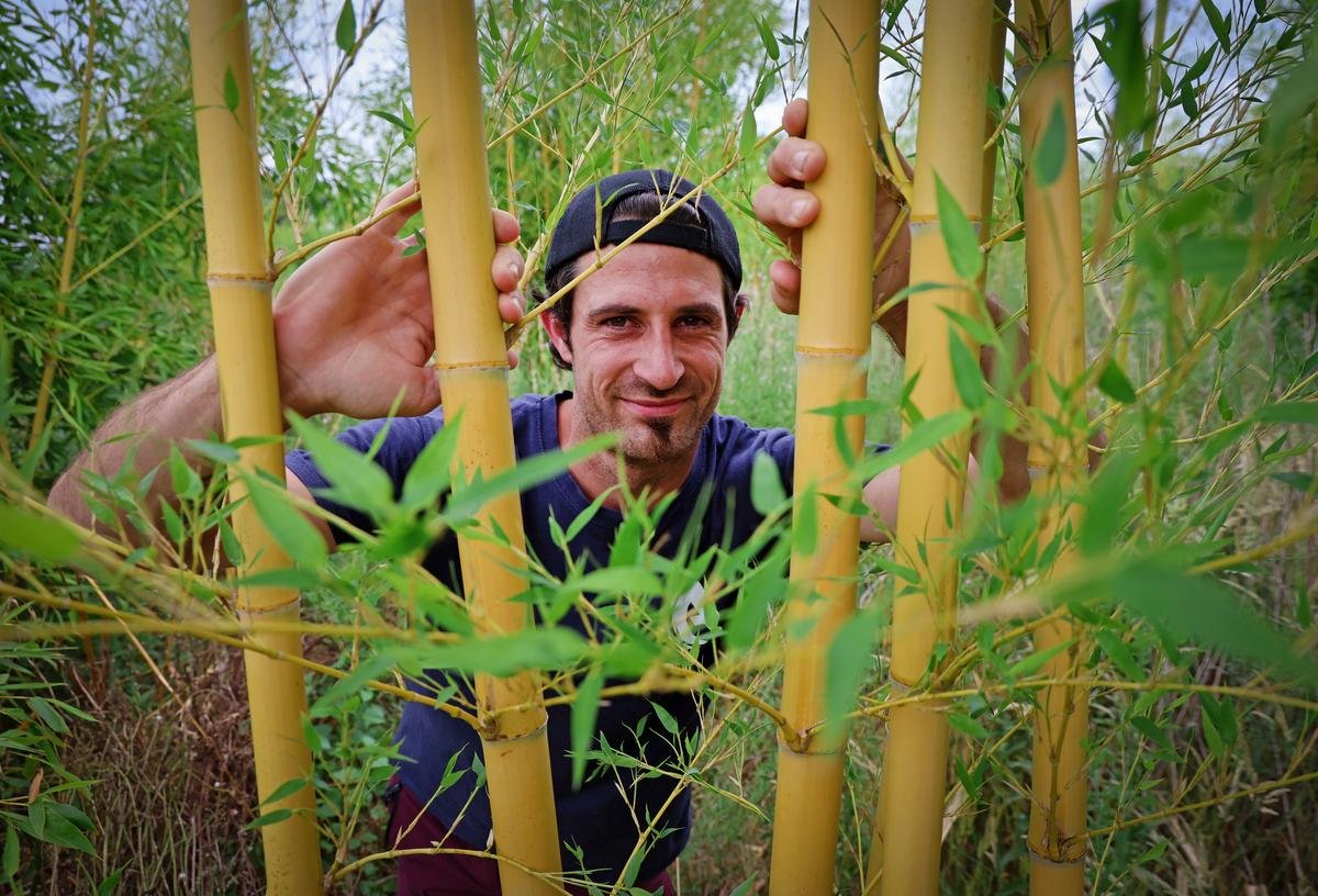 Landes : il plante du bambou pour décarboner et nourrir ses revenus d’agriculteur