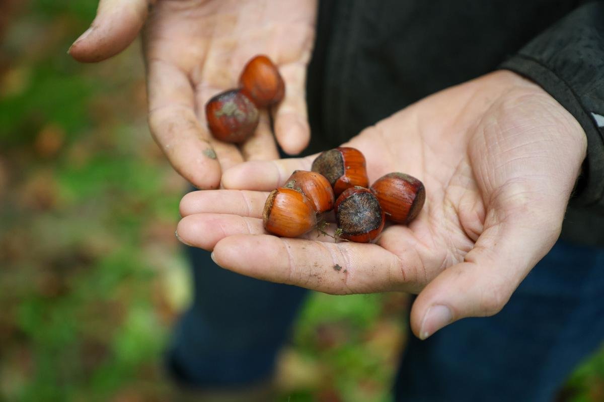 Filière noisette dans le Lot-et-Garonne : « Encore une année comme celle-ci, et ce sera terminé pour nous »