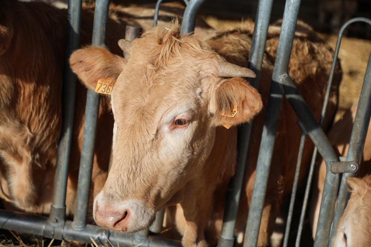 Dermatose nodulaire contagieuse : levée de la zone réglementée en Bourgogne Franche-Comté