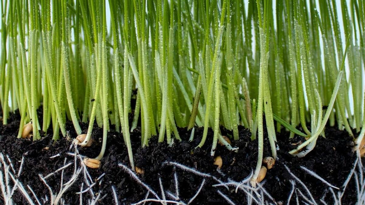 Les plantes aussi ont un microbiote – pourrait-on s’en servir pour se passer de phytosanitaires ?