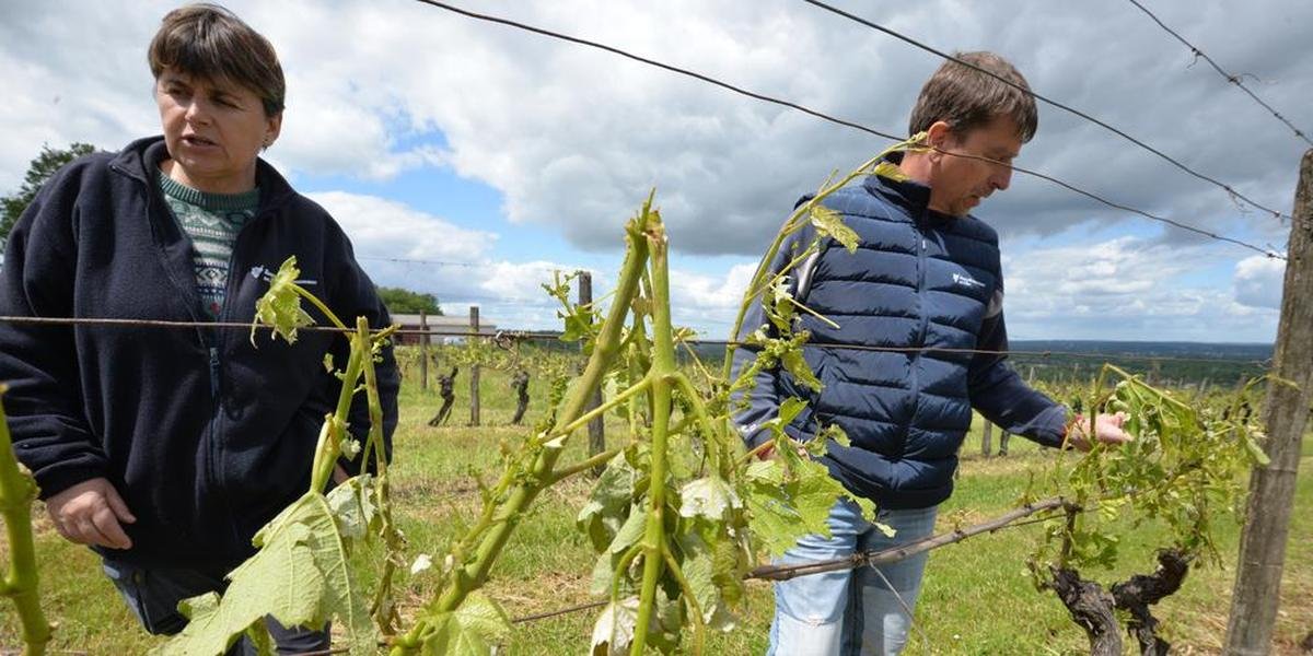 Ravagé par le grêle en 2024, ce domaine viticole de Dordogne fait le buzz sur Internet