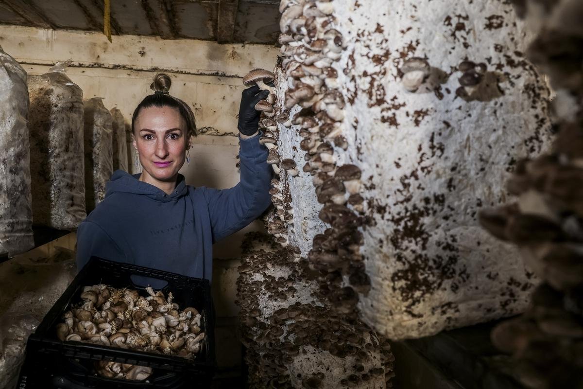 « Un environnement idéal » : elle cultive shiitakés et pleurotes dans les blockhaus de la cité Claveau à Bordeaux