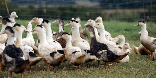 Grippe aviaire : une vaccination dès cet été plutôt qu’à l’automne, demandent les professionnels du Sud-Ouest