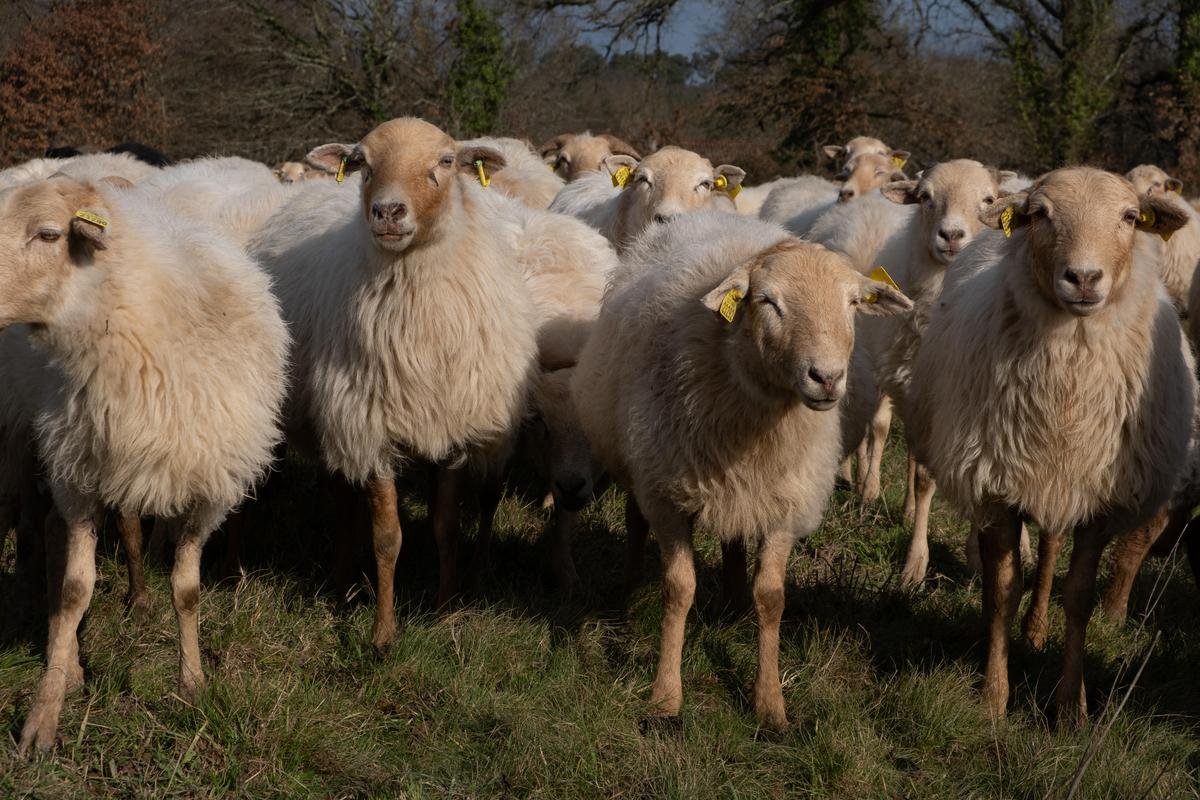 Le Syndicat ovin de la Dordogne reprend pour anticiper l’arrivée du loup