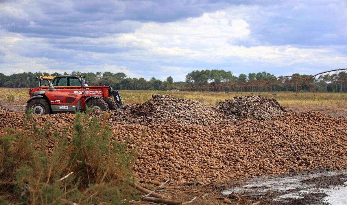 Pourquoi 70 tonnes de pommes de terre ont-elles été distribuées gratuitement dans les Landes ?