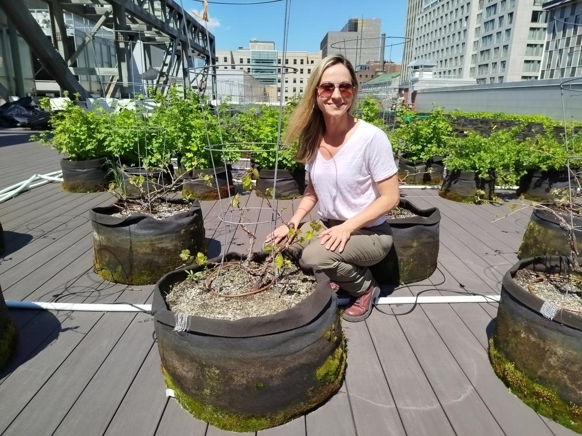 Reportage – Un vignoble étonnant sur les toits de Montréal au Canada