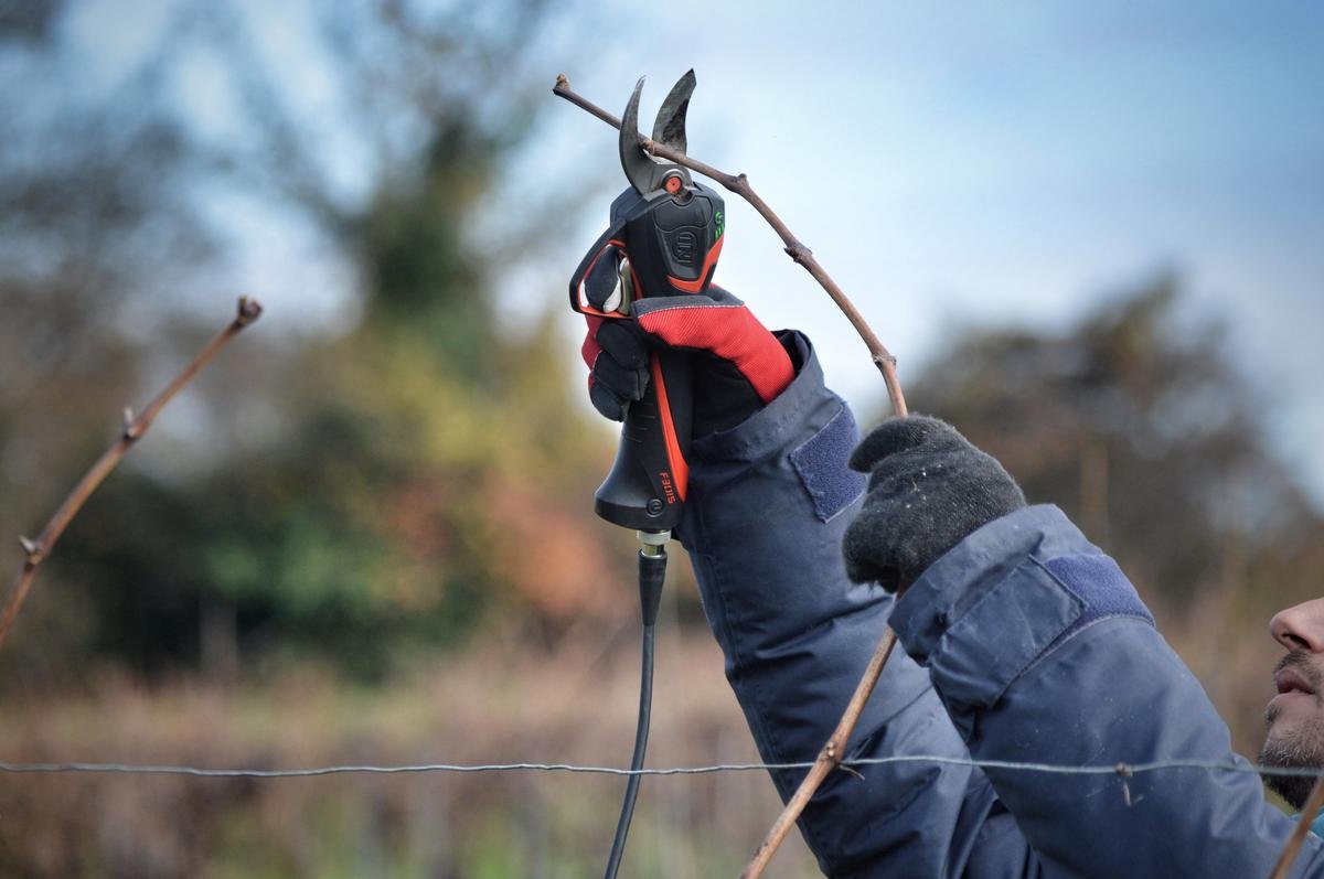 Crise du cognac : débats tendus entre viticulteurs et négociants