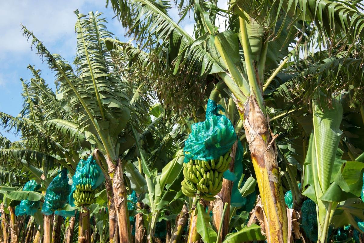 Les producteurs de bananes antillais alertent sur une « crise existentielle » de la filière