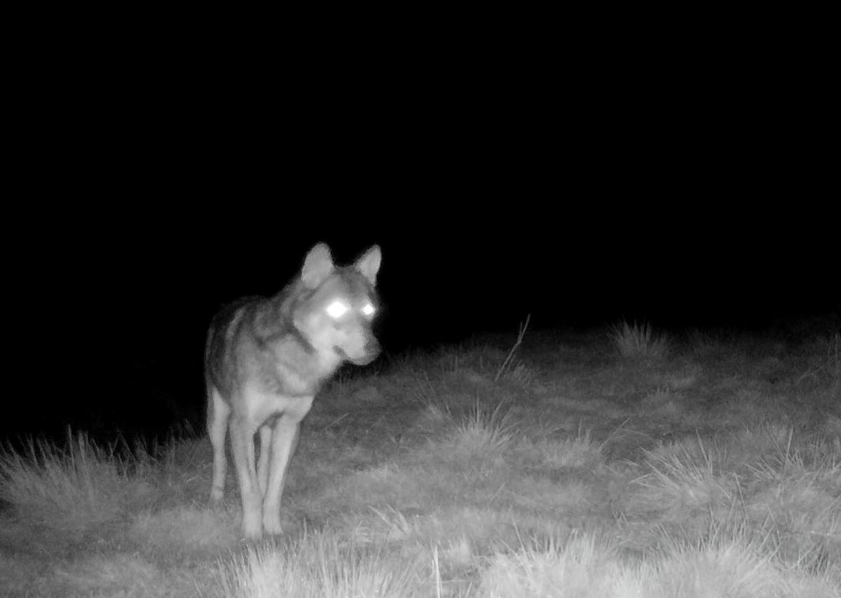 Loup en Gironde : pourquoi « il va falloir apprendre à vivre avec », même s’il n’a plus été vu depuis plus d’un an
