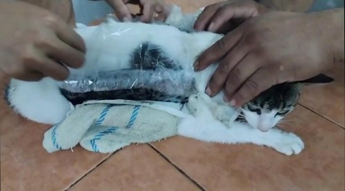 Vidéo. Les détenus se faisaient apporter de la drogue en prison par un chat