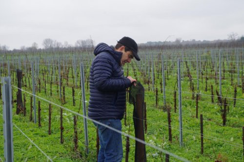 Haute Gironde : au château Dubraud, les arbres côtoient la vigne pour mieux la protéger