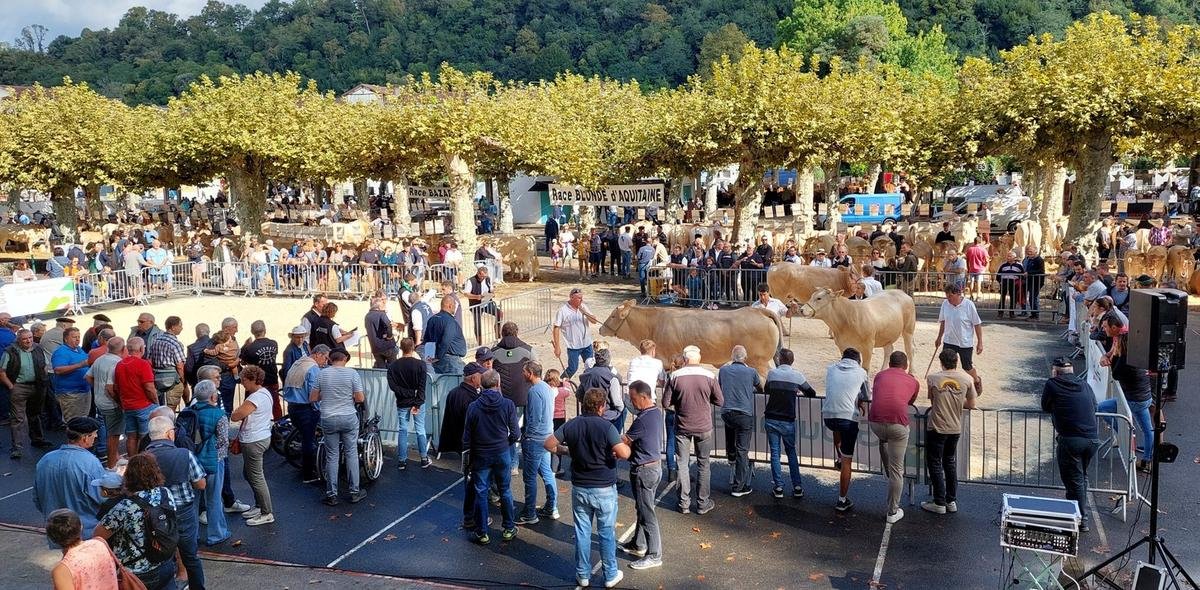 Landes : les arènes de Villeneuve-de-Marsan accueillent le fleuron de l’élevage landais, ce samedi 6 septembre