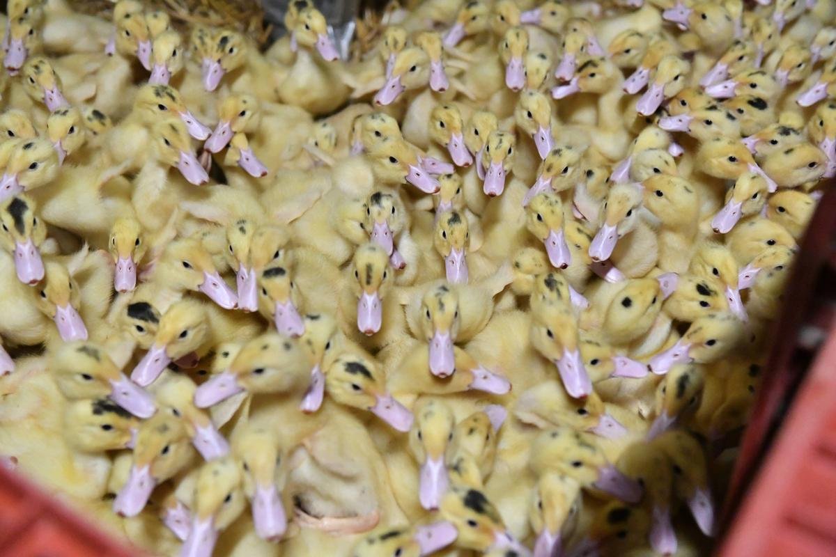 Grippe aviaire en Dordogne : un sixième cas découvert dans un élevage de canards