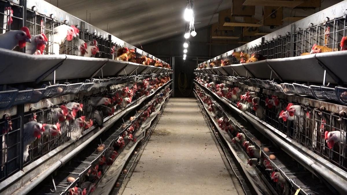 Maltraitance animale dans les Landes : L214 porte plainte contre une entreprise d’élevage intensif de poules et coqs reproducteurs