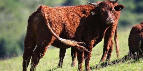 Un cas de vache folle « atypique » détecté dans une ferme au Royaume-Uni