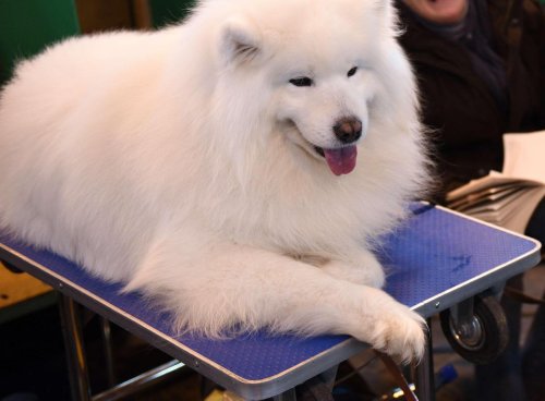 Sa caisse broyée entre deux tapis roulants, une jeune chienne meurt écrasée à l’aéroport, la famille va porter plainte