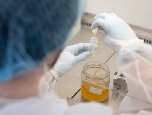 Miel frelaté : un nouveau test ADN pour repérer les fraudes suscite l’espoir chez les apiculteurs