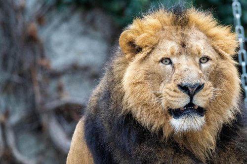 En 25 ans, les lions d’Asie ont vu leur population augmenter d’un tiers en Inde