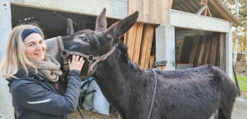 Blayais : à Donnezac, des éleveurs tentent de sauver les Grands Noirs du Berry, des ânes en voie d’extinction