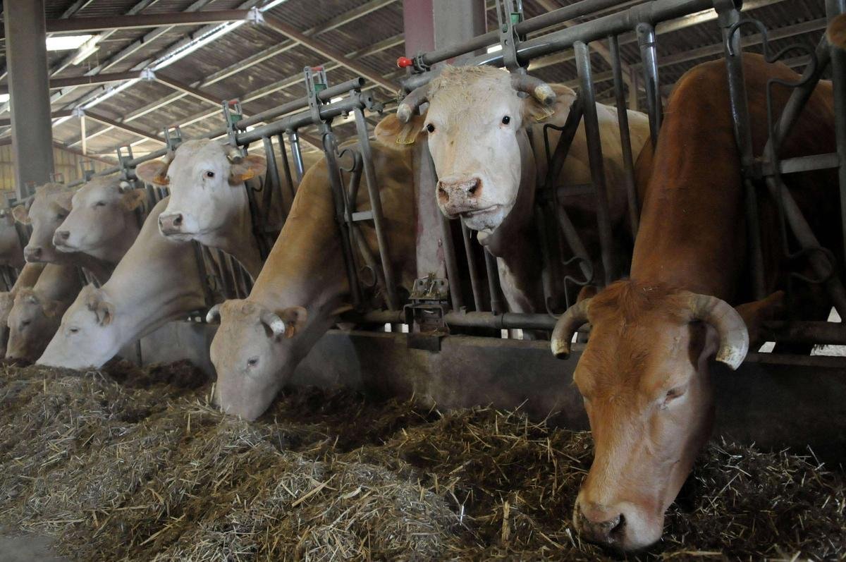 Dermatose nodulaire contagieuse : poussée de fièvre dans le monde paysan