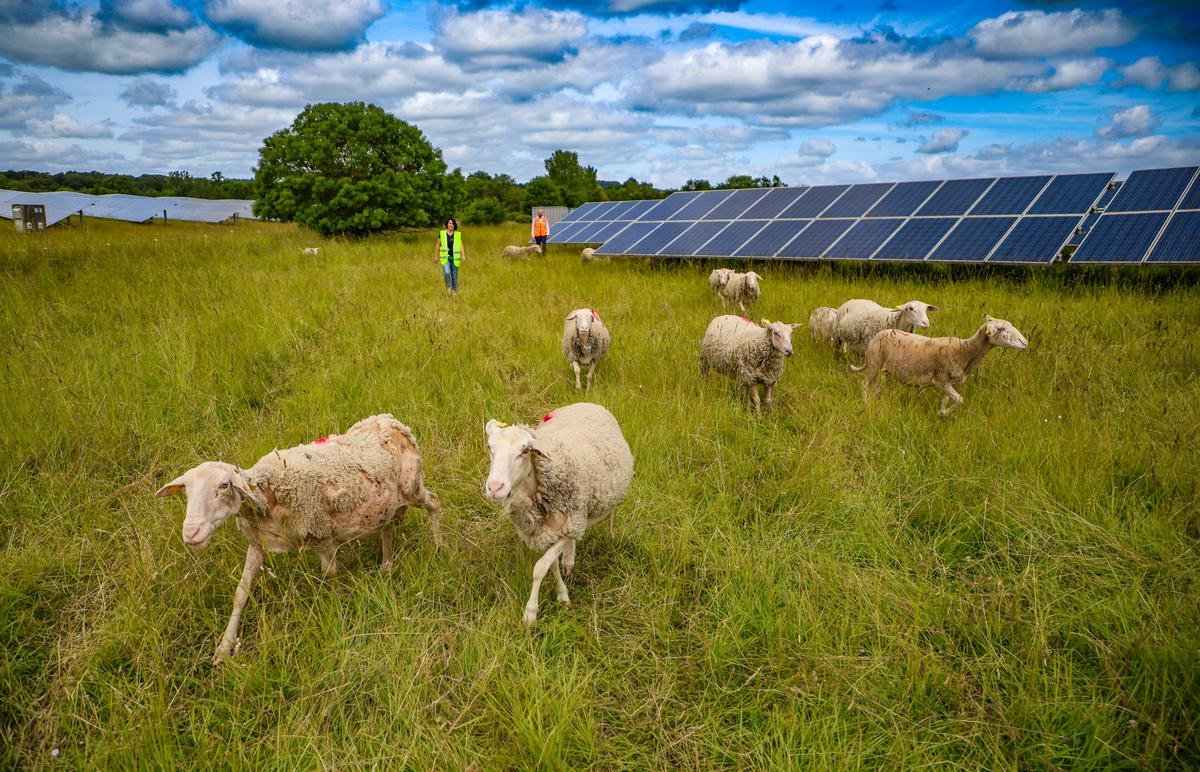 Agriculture et photovoltaïque : « On ne va pas recouvrir toutes les campagnes de panneaux »