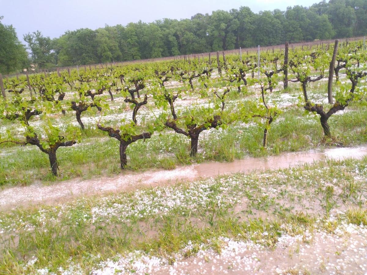 Viticulture en Gironde : 62 communes reconnues comme sinistrées suite aux orages de grêle en mai et juin 2025