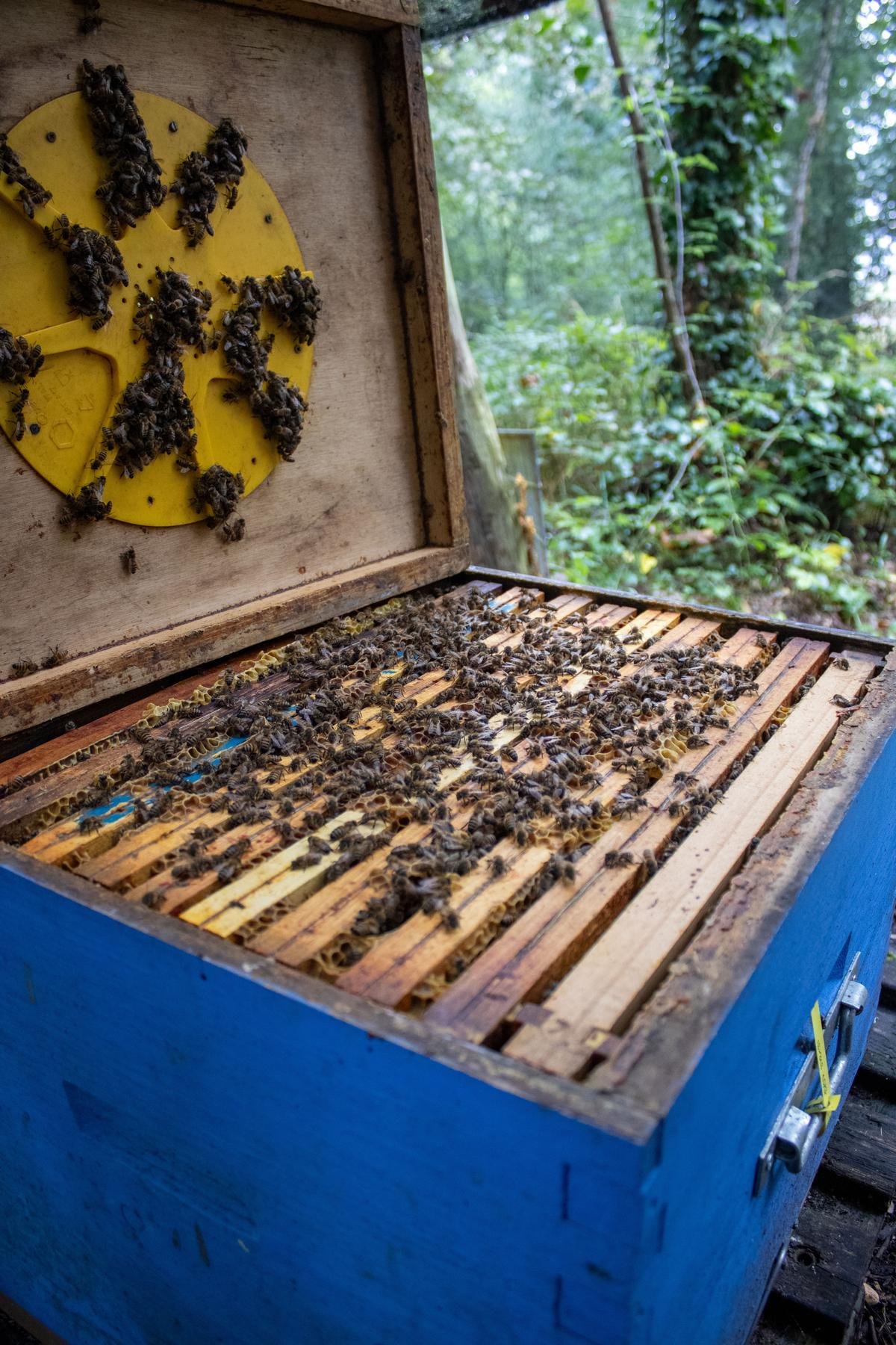 Le miel de cette commune proche de Bordeaux a été analysé, il est garanti sans pesticides