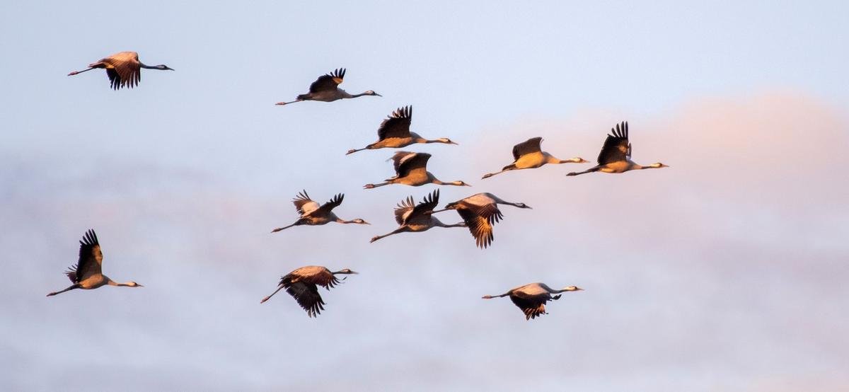Risque de grippe aviaire en Pyrénées-Atlantiques : gare aux oiseaux morts