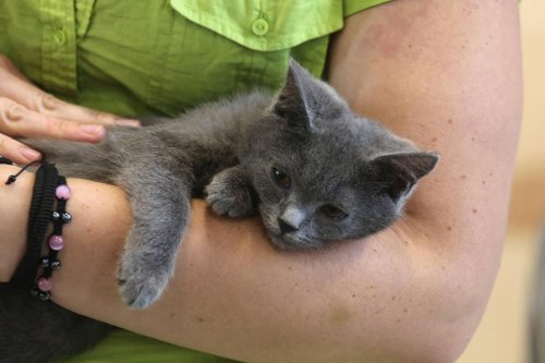 Tribunal de Pau : elle volait puis revendait des chats et chiens en piteux état, et fraudait les aides sociales