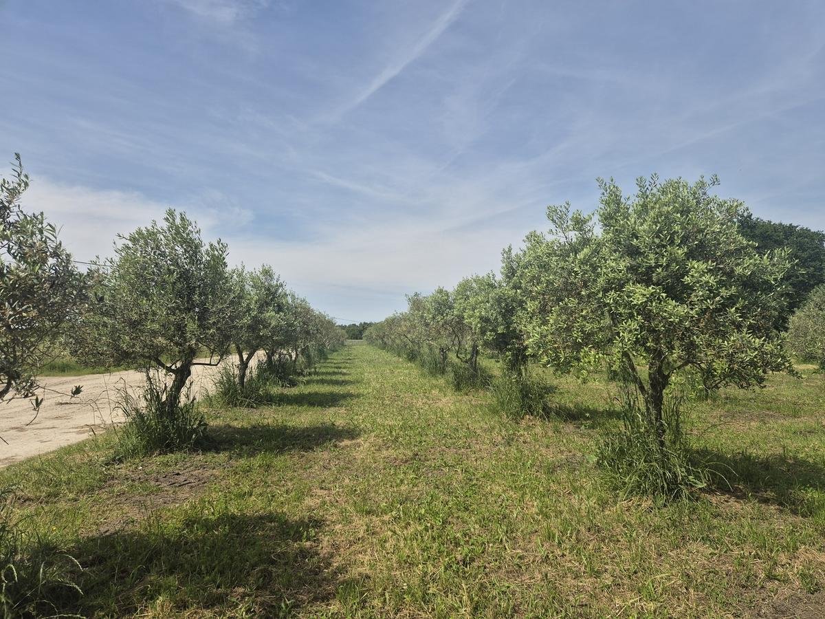 Filière oléicole dans le Lot-et-Garonne : « avec la crise agricole, on est submergé de demandes »