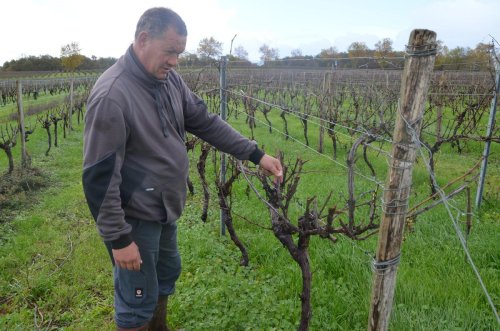 Saint-Martial-de-Mirambeau : dans la vigne, la taille de sauvegarde semble s’imposer