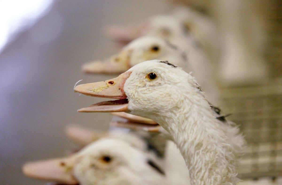 Grippe aviaire en Dordogne : « Aucun phénomène de surmortalité n’a été constaté dans l’élevage touché »