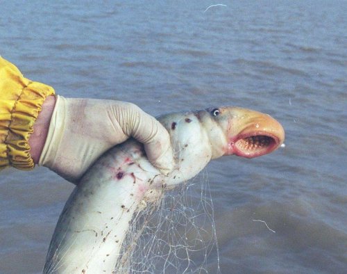 Anguilles, lamproie, saumon : les pêcheurs d’eau douce alertent pour sauver les poissons migrateurs