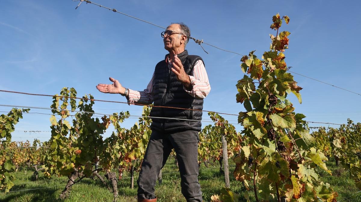 Vieilles vignes à Saint-Emilion : « Je suis fier de notre cuvée centenaire »