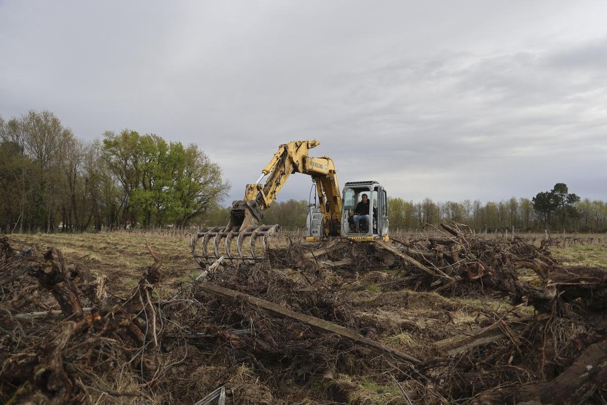 Arrachages de vignes : tout le Bordelais est impacté