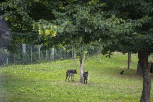 « Nous entrons dans l’enclos des loups, chez les loutres, jamais ! » : au cœur du parc animalier des Pyrénées