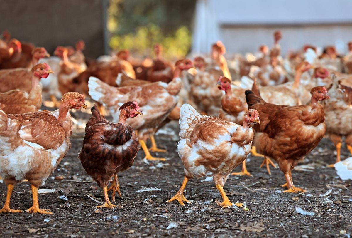 Une filière de valorisation des poules pondeuses se structure au Pays basque