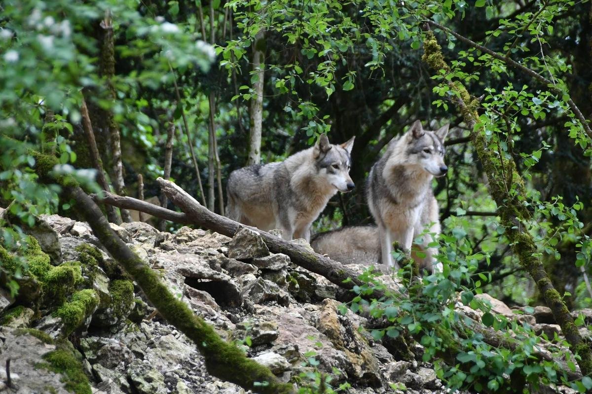 Attaques de loups : le gouvernement permet aux éleveurs de tirer et de tuer des bêtes, sans autorisation préalable