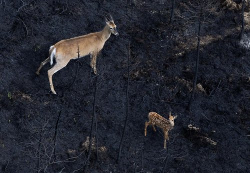 « On devrait voir des traces partout » : sur les terres brûlées canadiennes, les animaux ont disparu