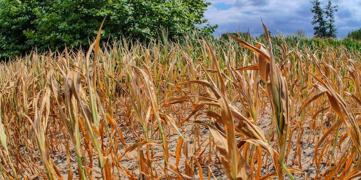 Climat : une sécheresse exceptionnelle frappe le nord de l’Europe, quelles conséquences pour l’agriculture ?