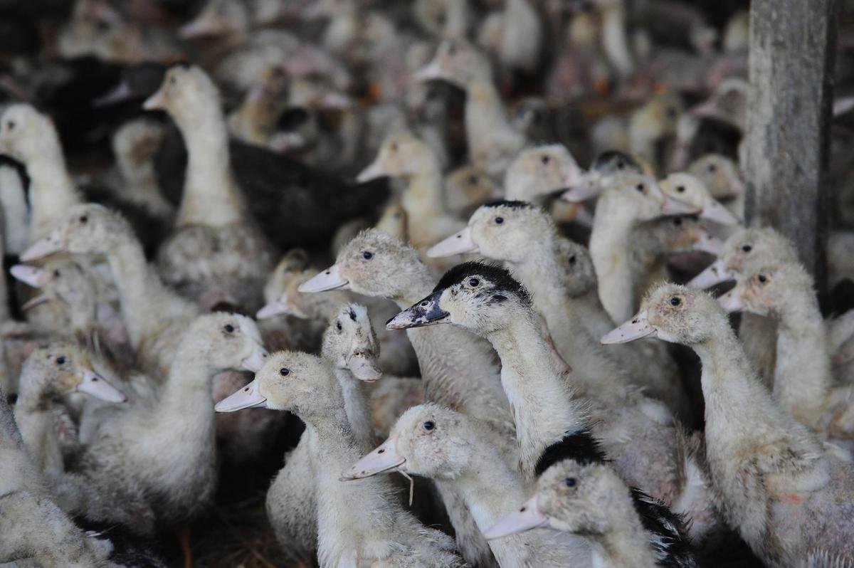 Grippe aviaire : à son tour, l’Espagne confine les volailles dans plusieurs régions