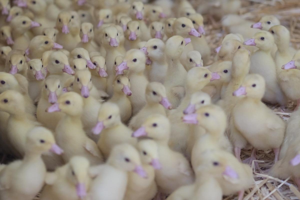 Béarn : 4 000 poussins périssent dans un incendie à Ponson-Dessus, « on a tout perdu »