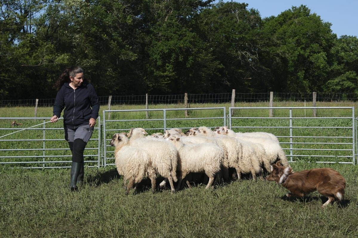 « Le chien travaille pour son berger » : comment les éleveurs landais se forment au dressage de chien de troupeau
